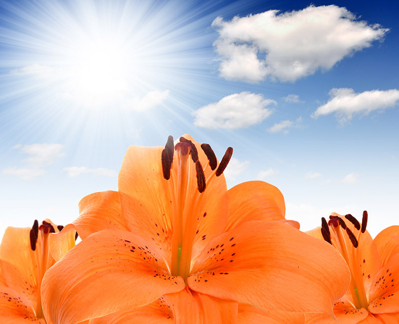 flower arrangement bouquets