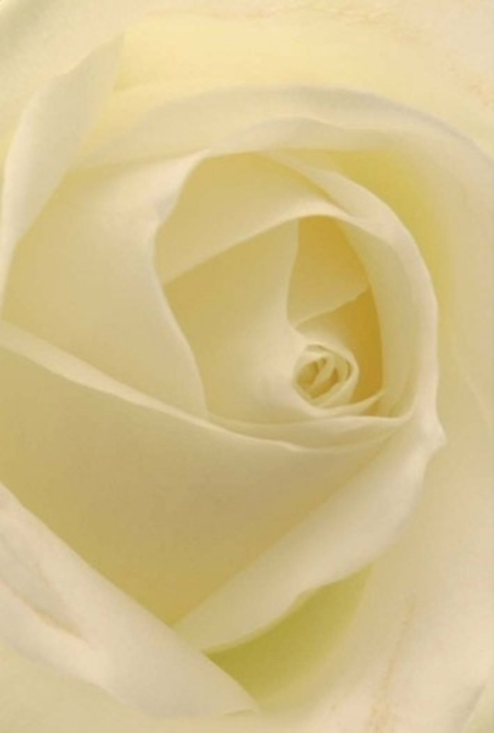 Seen through a close-up lens, this classic white rose becomes a study in sophisticated understatement-its creamy petals layered in expert symmetry, as if arranged by a florist intimately familiar with Holloway's tastes and traditions. Subtle shades of white and cream blend with an almost ethereal softness, catching the gentle light that seems to filter in as if from a north-facing Holloway window on a calm morning. The rose's spiralled heart appears flawless, its curves drawing the eye deeper into the bloom, while faint shadows lend dimensionality and a touch of drama. The overall atmosphere is tranquil and elegant, making this rose an ideal choice for commemorating special occasions from weddings at nearby Camden venues to intimate acts of remembrance in local homes. The scent, imagined as a fresh and barely-there sweetness, complements the understated palette and serene form, instilling a sense of purity and enduring grace. Each petal seems to float atop its base, conveying both fragility and a quiet resilience, a tribute to the natural artistry and thoughtful arrangement that define the best of Holloway floristry.